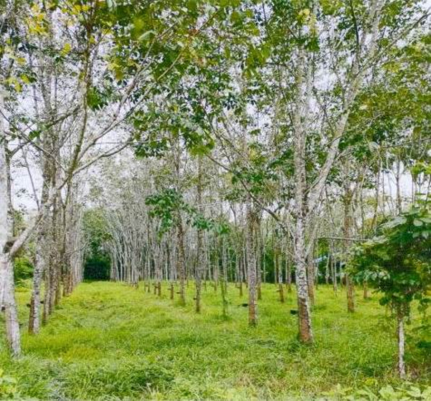 ที่ดินเปล่า นครศรีธรรมราช ลานสกา ขุนทะเล 801000
