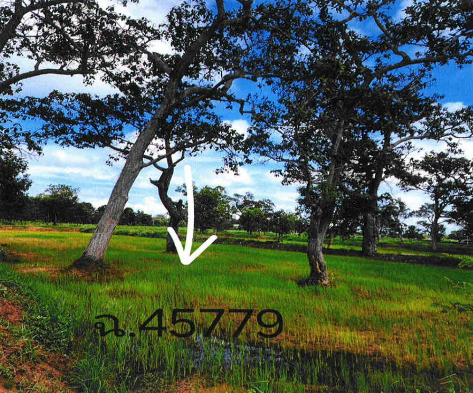 ที่ดินเปล่า บุรีรัมย์ พุทไธสง พุทไธสง 214240