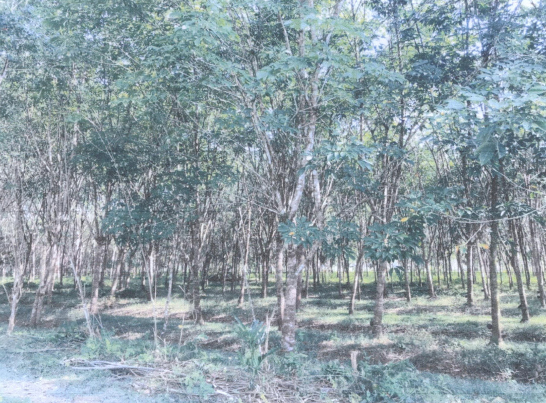 ที่ดินเปล่า พัทลุง เมืองพัทลุง นาโหนด 49300