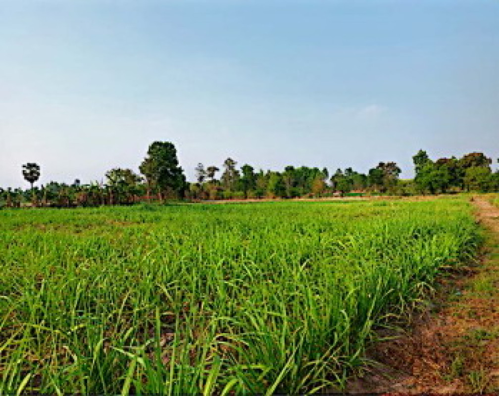 ที่ดินเปล่า กาฬสินธุ์ หนองกุงศรี หนองสรวง 570000