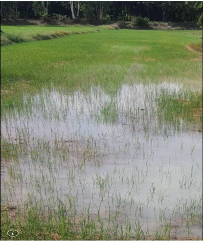 ที่ดินเปล่า กาฬสินธุ์ ฆ้องชัย โคกสะอาด 260000