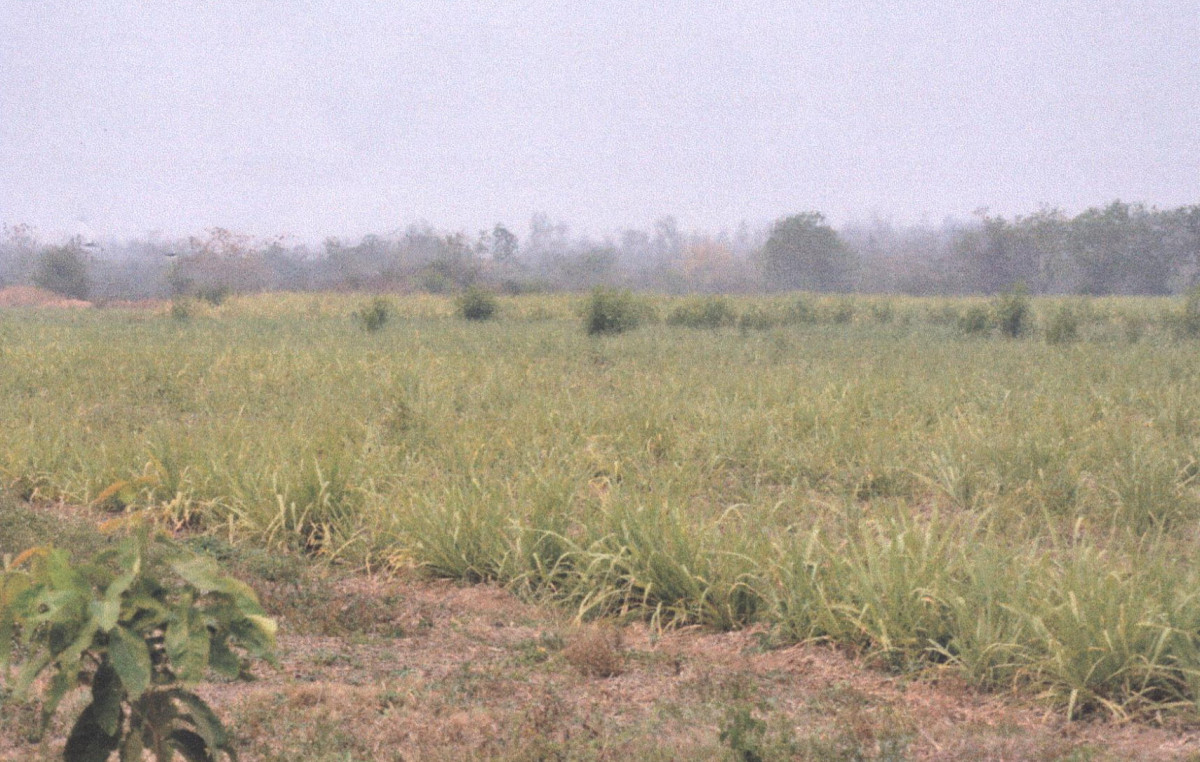ที่ดินเปล่า แพร่ เมืองแพร่ นาชำ 30400