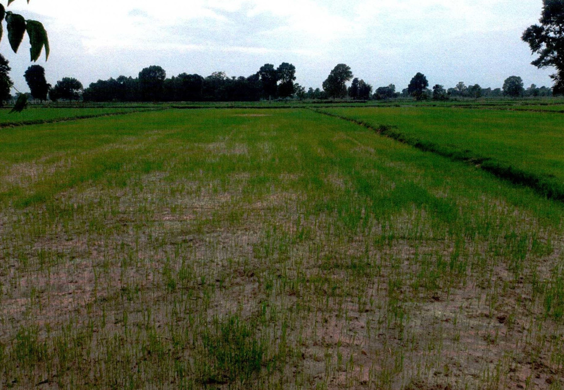 ที่ดินเปล่า สุรินทร์ ศีขรภูมิ ตรึม 149250