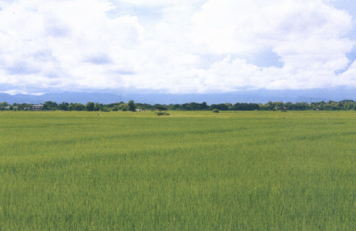 ที่ดินเปล่า แพร่ เมืองแพร่ ทุ่งกวาว 267600