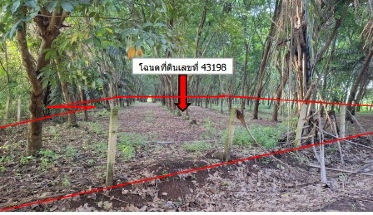 ที่ดินเปล่า เชียงราย แม่จัน จันจว้า 3420060