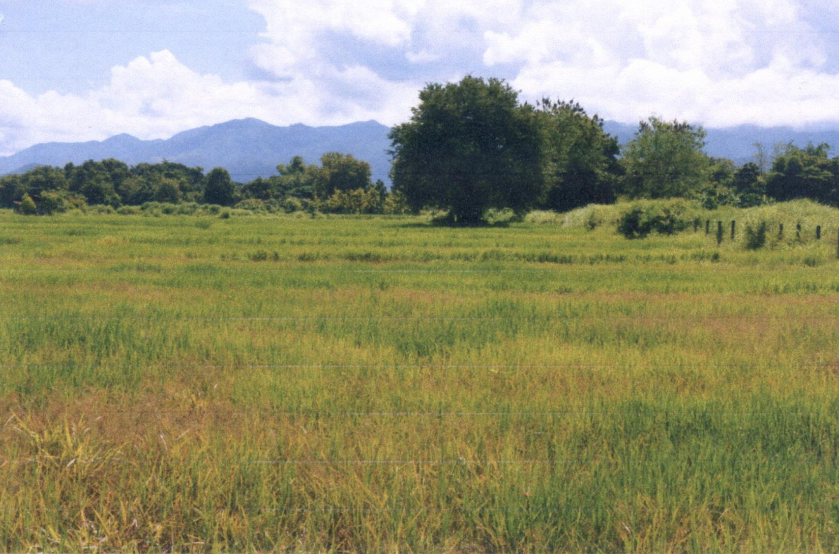 ที่ดินเปล่า แพร่ เมืองแพร่ นาชำ 81200
