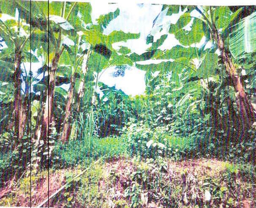 Residential land/lot Loei Wang Saphung Khao Luang 373000