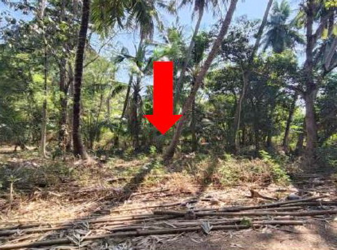 ที่ดินเปล่า พิษณุโลก พรหมพิราม หนองแขม 290680