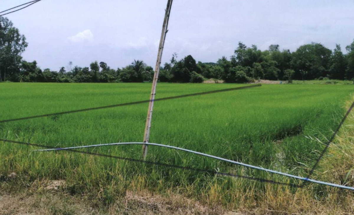 ที่ดินเปล่า พิจิตร เมืองพิจิตร ย่านยาว 85488