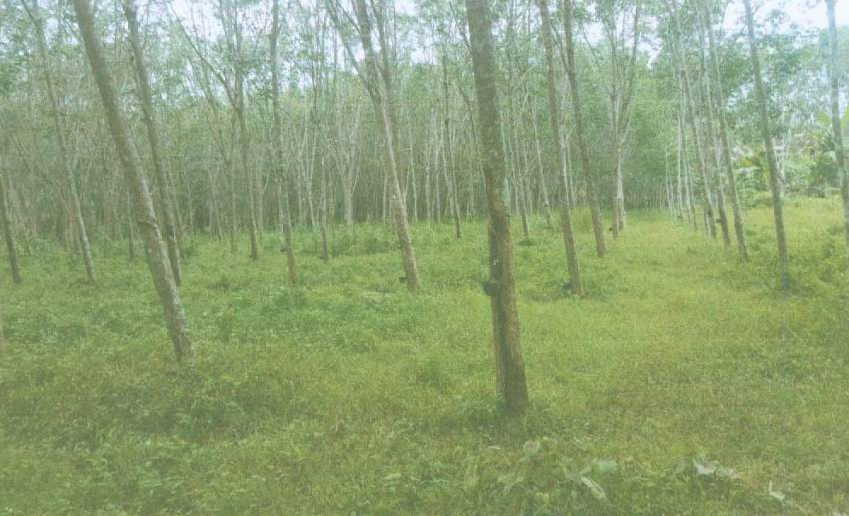 Residential land/lot Nakhon Si Thammarat Cha-uat Khuan Nong Hong 411000