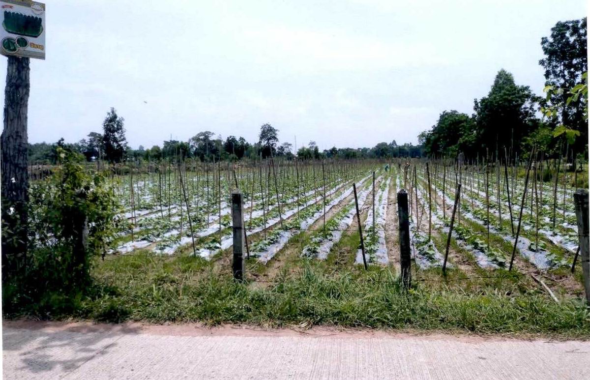 ที่ดินเปล่า บุรีรัมย์ ชำนิ ช่อผกา 770700