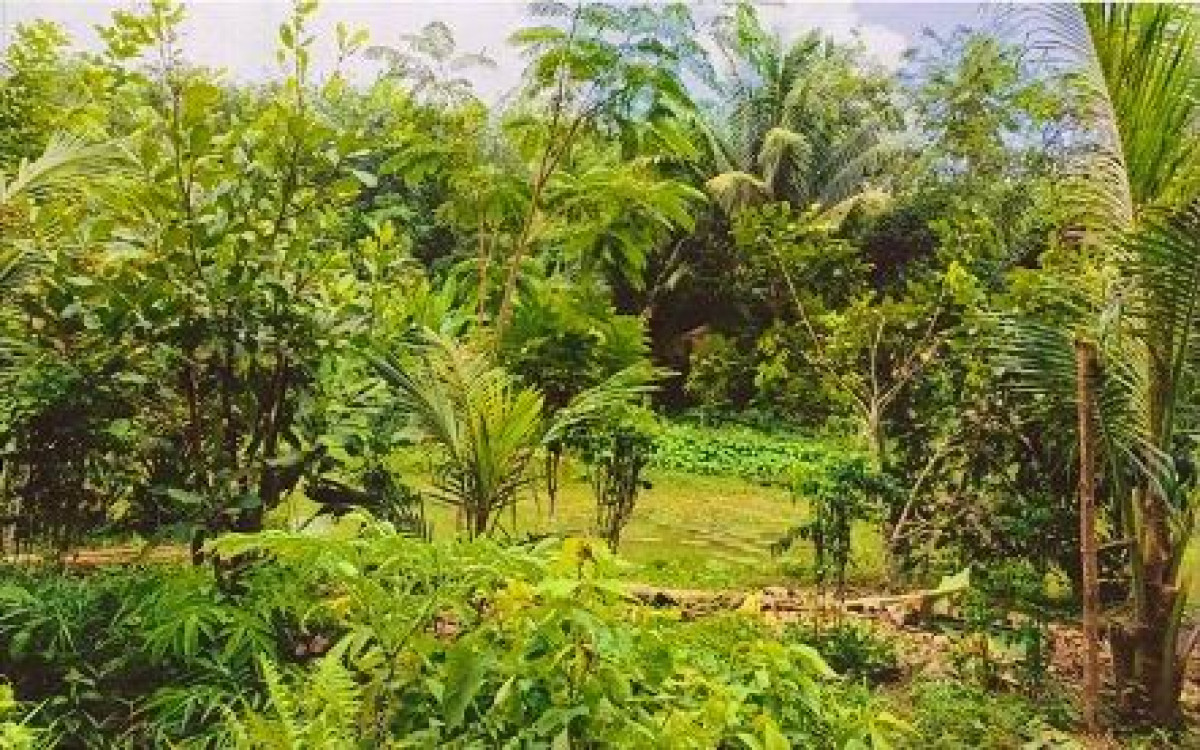 ที่ดินเปล่า ตรัง ย่านตาขาว หนองบ่อ 224700