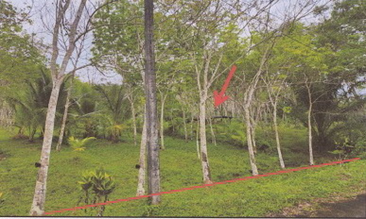 ที่ดินเปล่า ตรัง เมืองตรัง นาบินหลา 112700