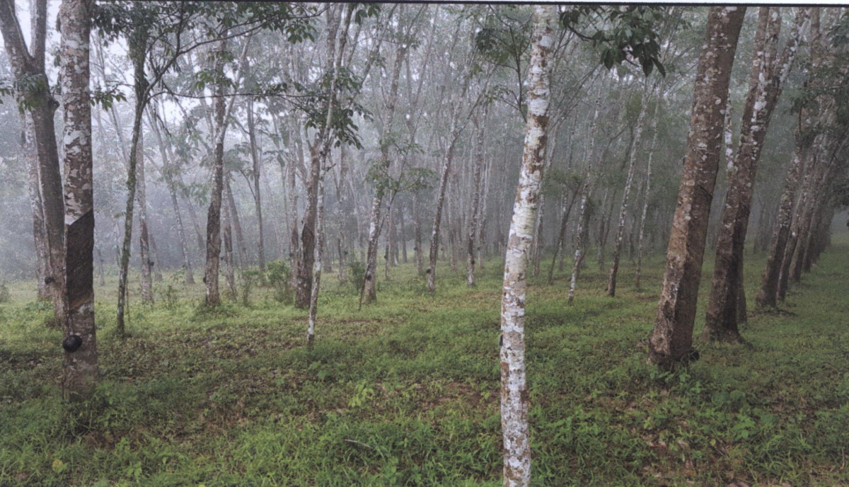 Residential land/lot Trang Na Yong Khok Saba 100254