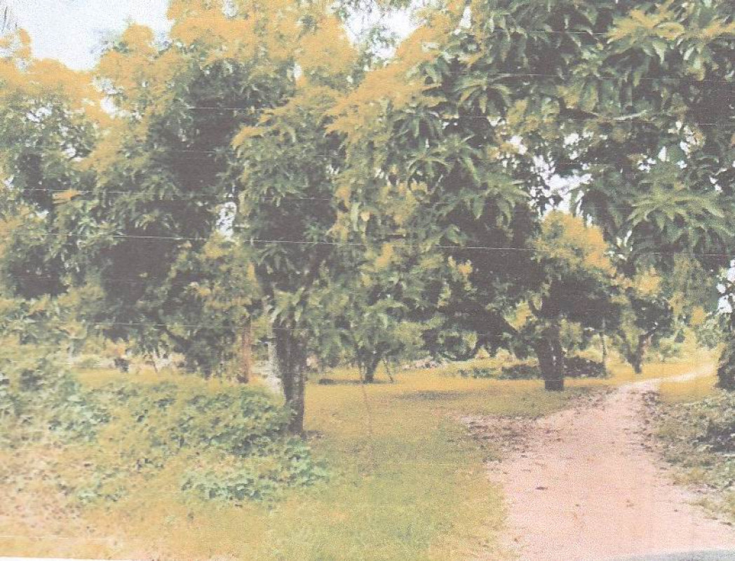 ที่ดินเปล่า สุโขทัย ศรีสำโรง สามเรือน 81380