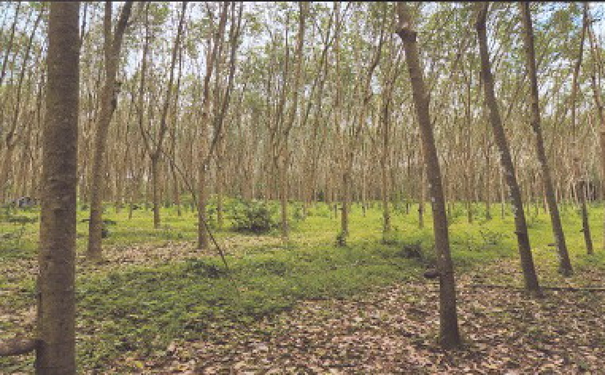 ที่ดินเปล่า ตรัง เมืองตรัง บ้านโพธิ์ 289600