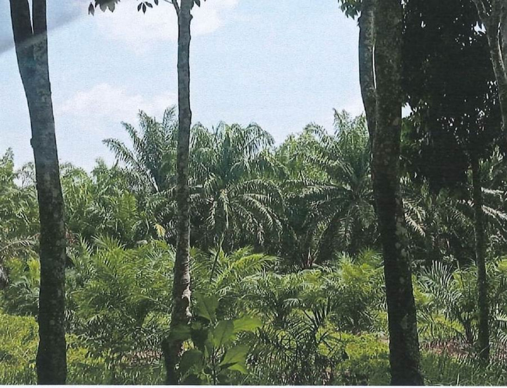 ที่ดินเปล่า สุราษฎร์ธานี พุนพิน ท่าสะท้อน 3974000