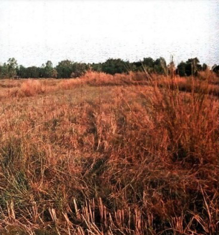 Residential land/lot Udon Thani Ban Dung Thon Na Lap 302600