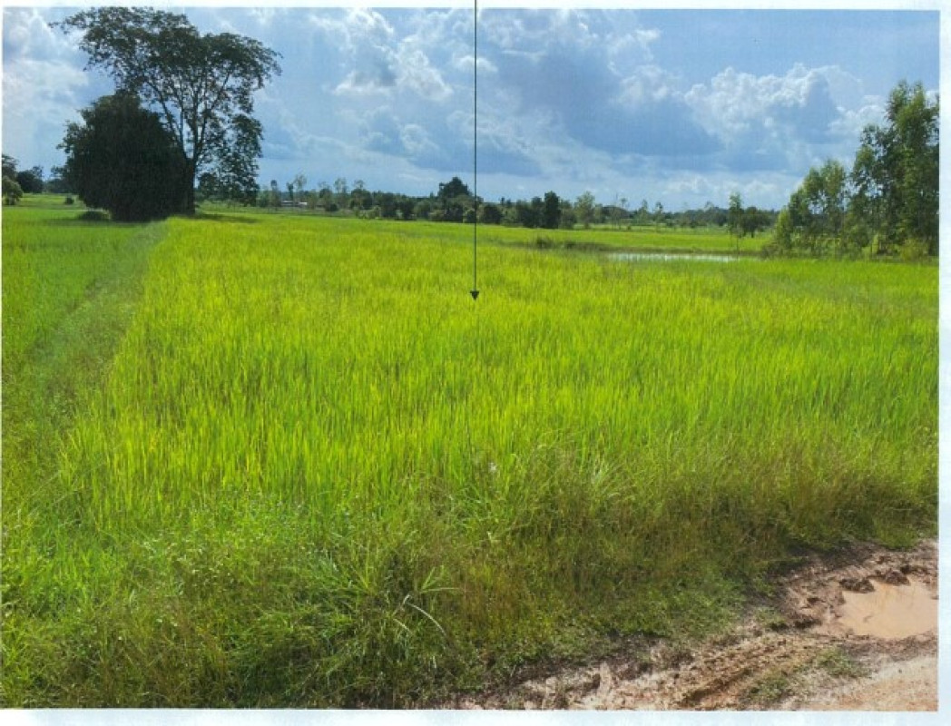 ที่ดินเปล่า อุดรธานี หนองหาน หนองไผ่ 858000