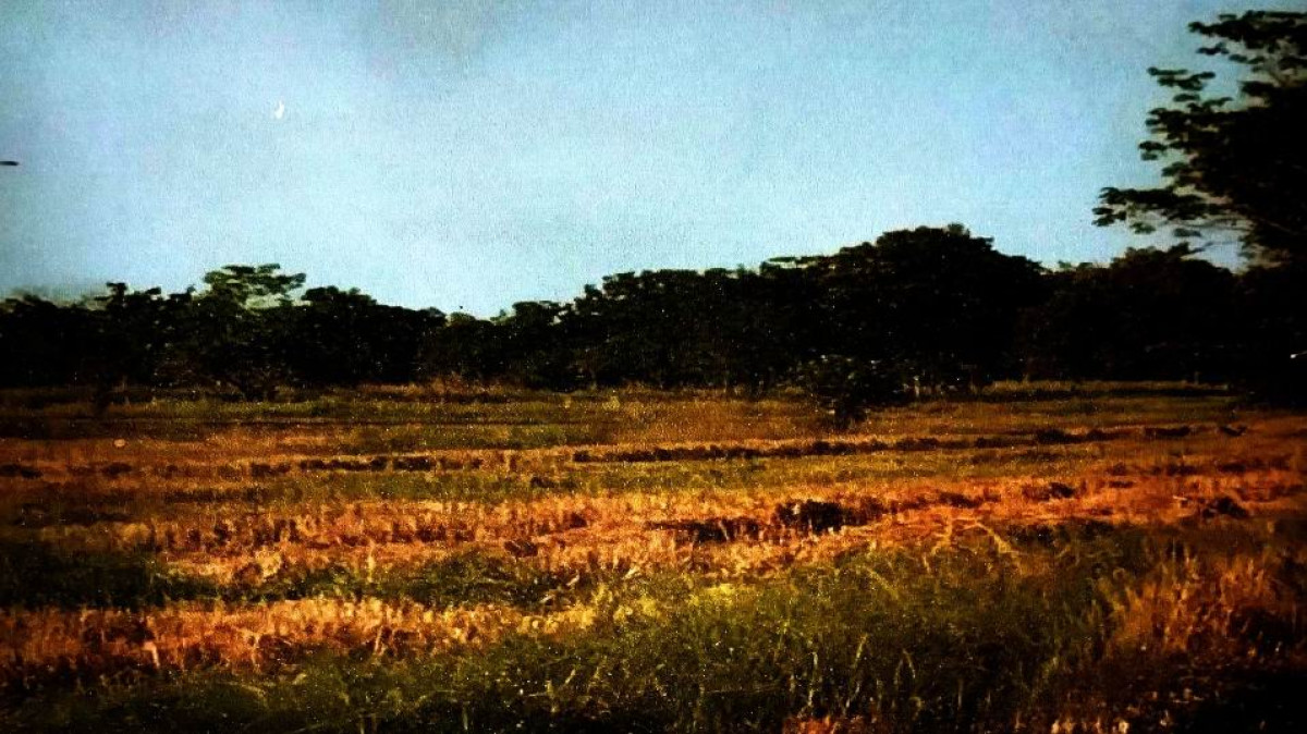 ที่ดินเปล่า สุโขทัย เมืองสุโขทัย เมืองเก่า 2907138