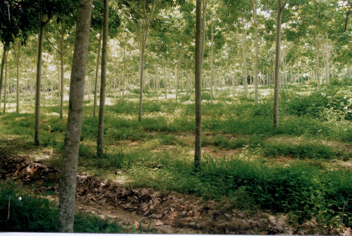 Residential land/lot Songkhla Chana Tha Mo Sai 262000