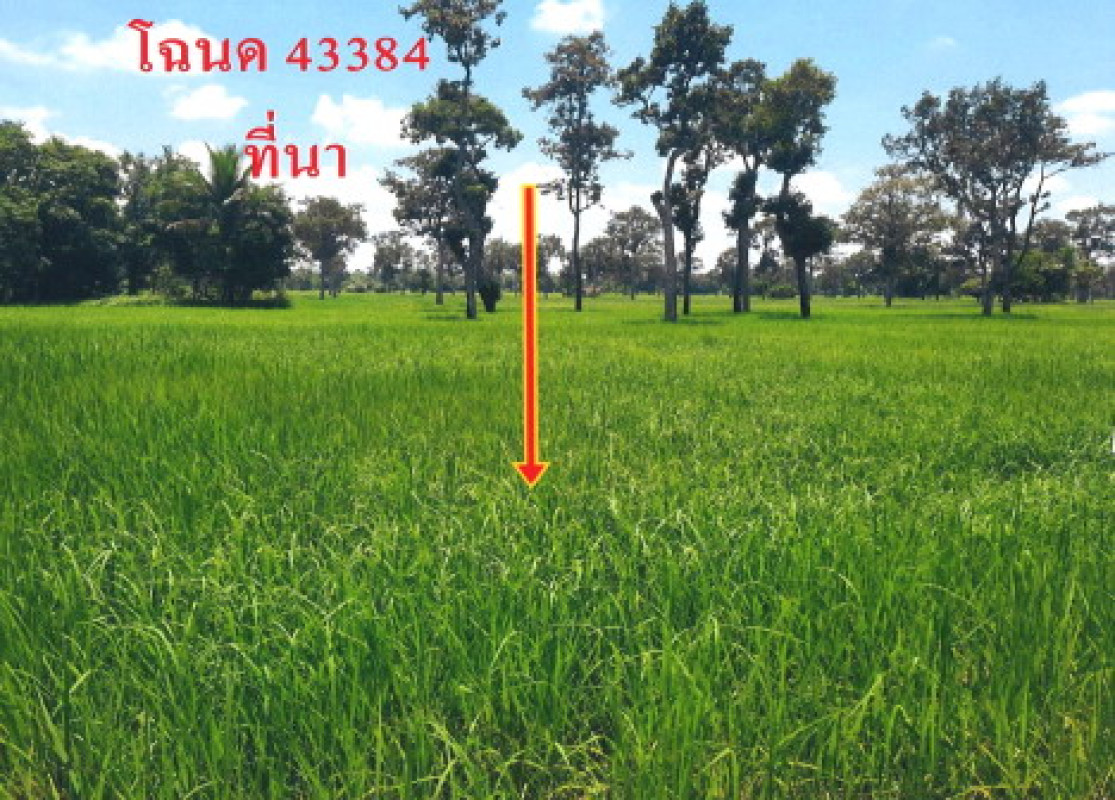 Residential land/lot Ubon Ratchathani Khueang Nai Kho Thong 234740