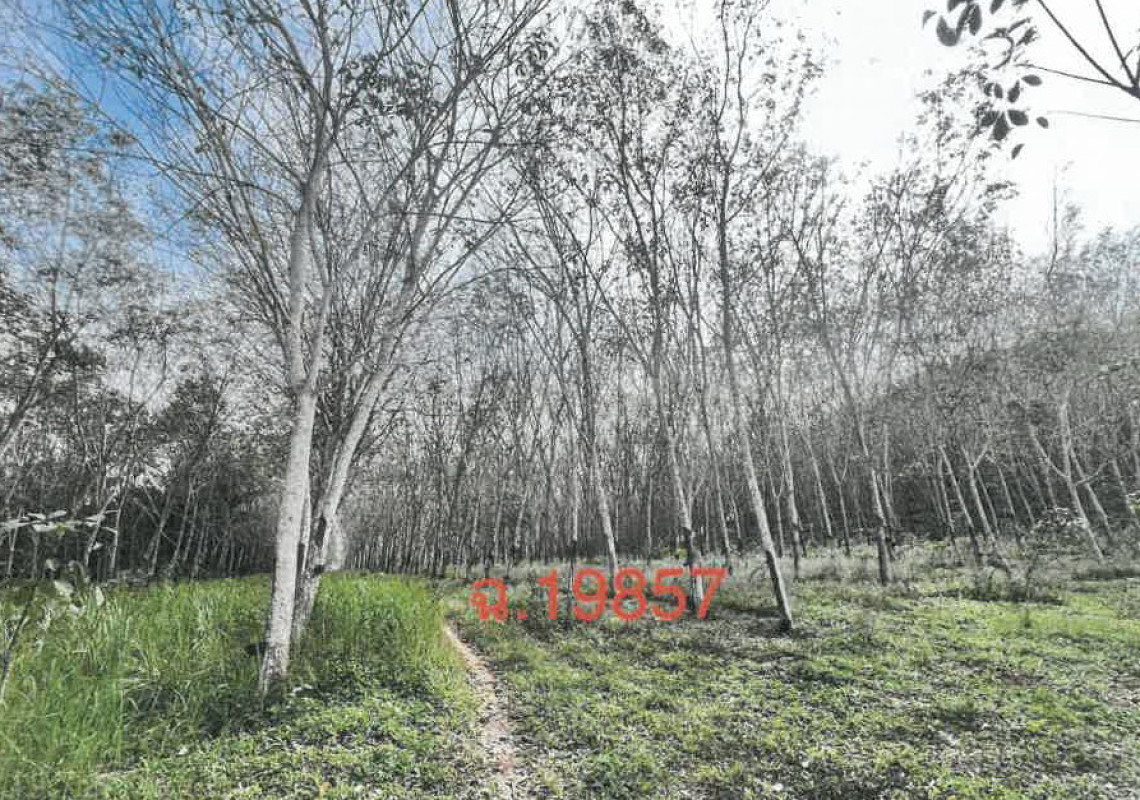 ที่ดินเปล่า สุราษฎร์ธานี เวียงสระ บ้านส้อง 910065
