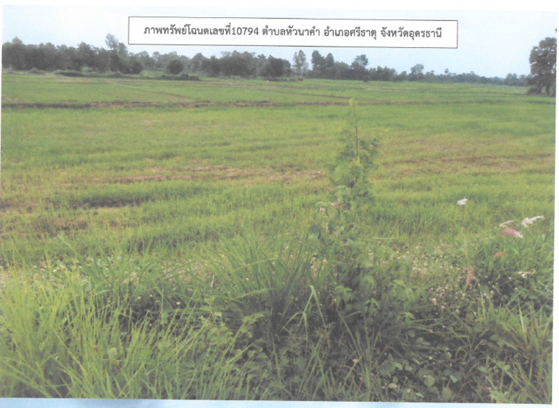 ที่ดินเปล่า อุดรธานี ศรีธาตุ หัวนาคำ 229250