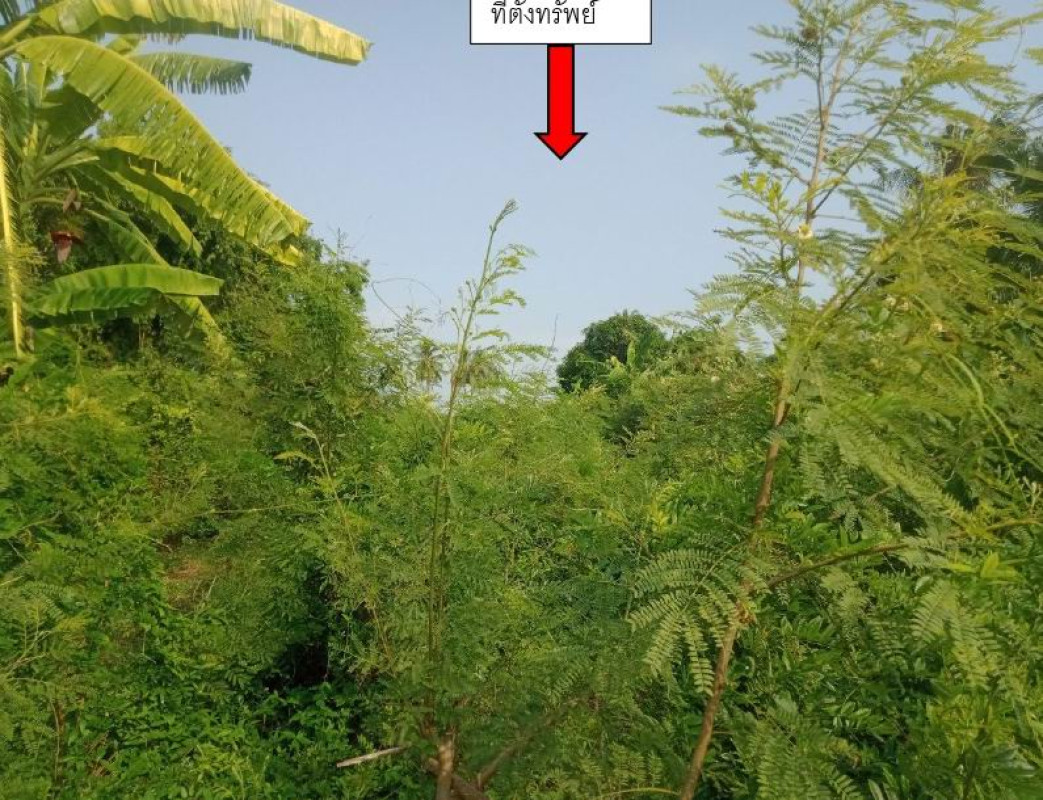 Residential land/lot Sing Buri Tha Chang Thon Samo 58095