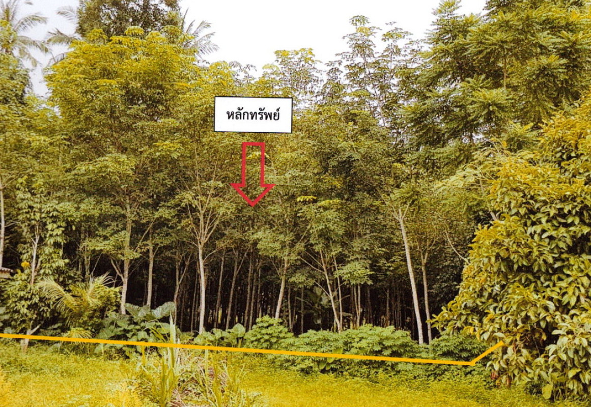 ที่ดินเปล่า ตรัง เมืองตรัง นาท่ามใต้ 56700