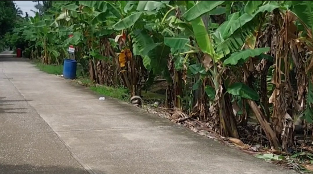 Residential land/lot Nakhon Pathom Sam Phran Tha Talat 10599500