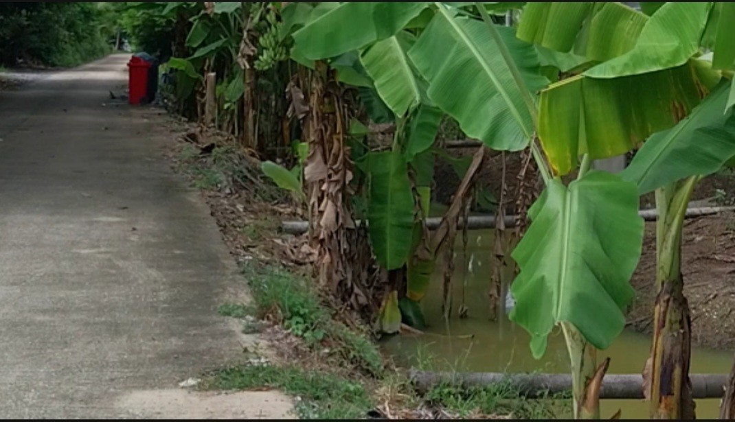 Residential land/lot Nakhon Pathom Sam Phran Tha Talat 10599500