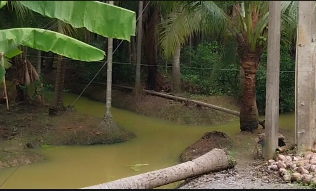 Residential land/lot Nakhon Pathom Sam Phran Tha Talat 10599500