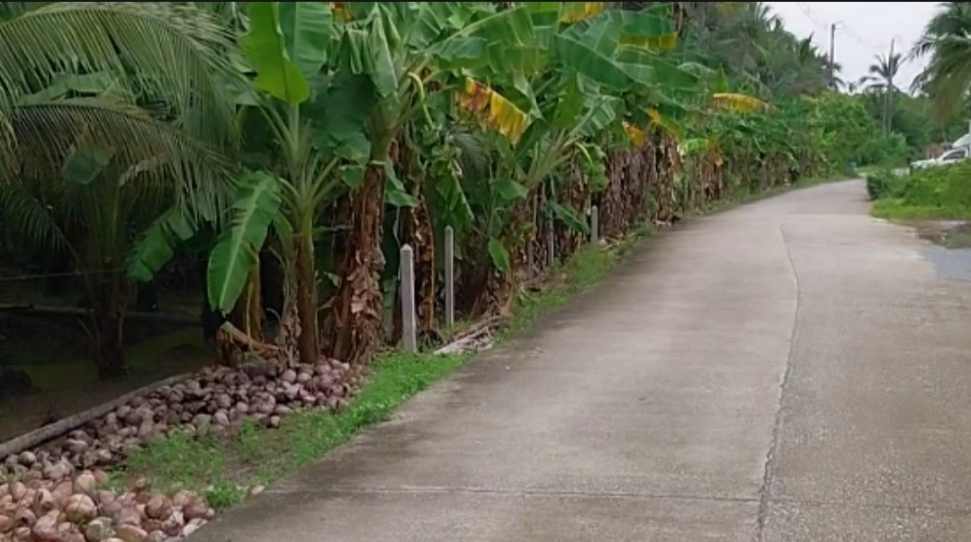 Residential land/lot Nakhon Pathom Sam Phran Tha Talat 10599500