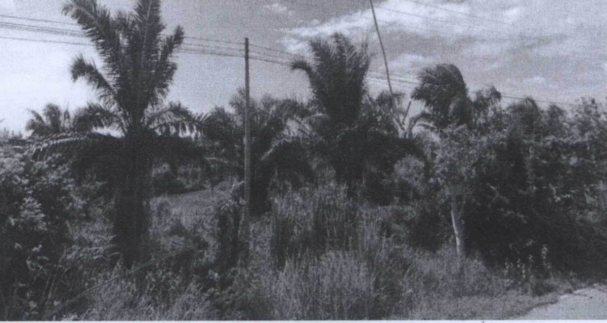 Residential land/lot Phetchaburi Nong Ya Plong Yang Nam Klat Tai 1859000