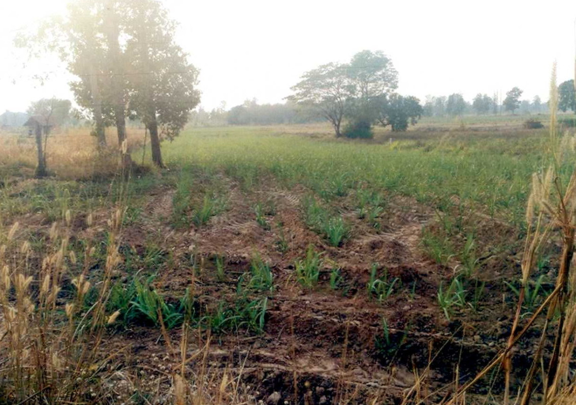Residential land/lot Kalasin Kuchinarai Kut Khao 1030000