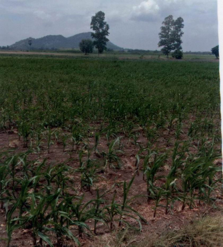 Residential land/lot Loburi Khok Samrong Wang Chan 144000