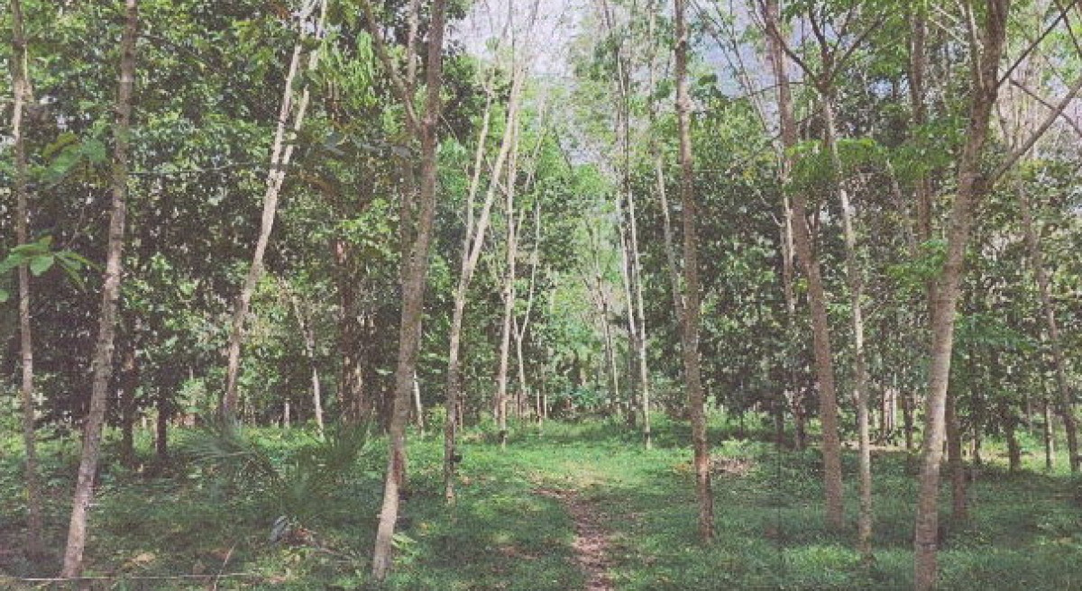 ที่ดินเปล่า กระบี่ เมืองกระบี่ เขาคราม 515800