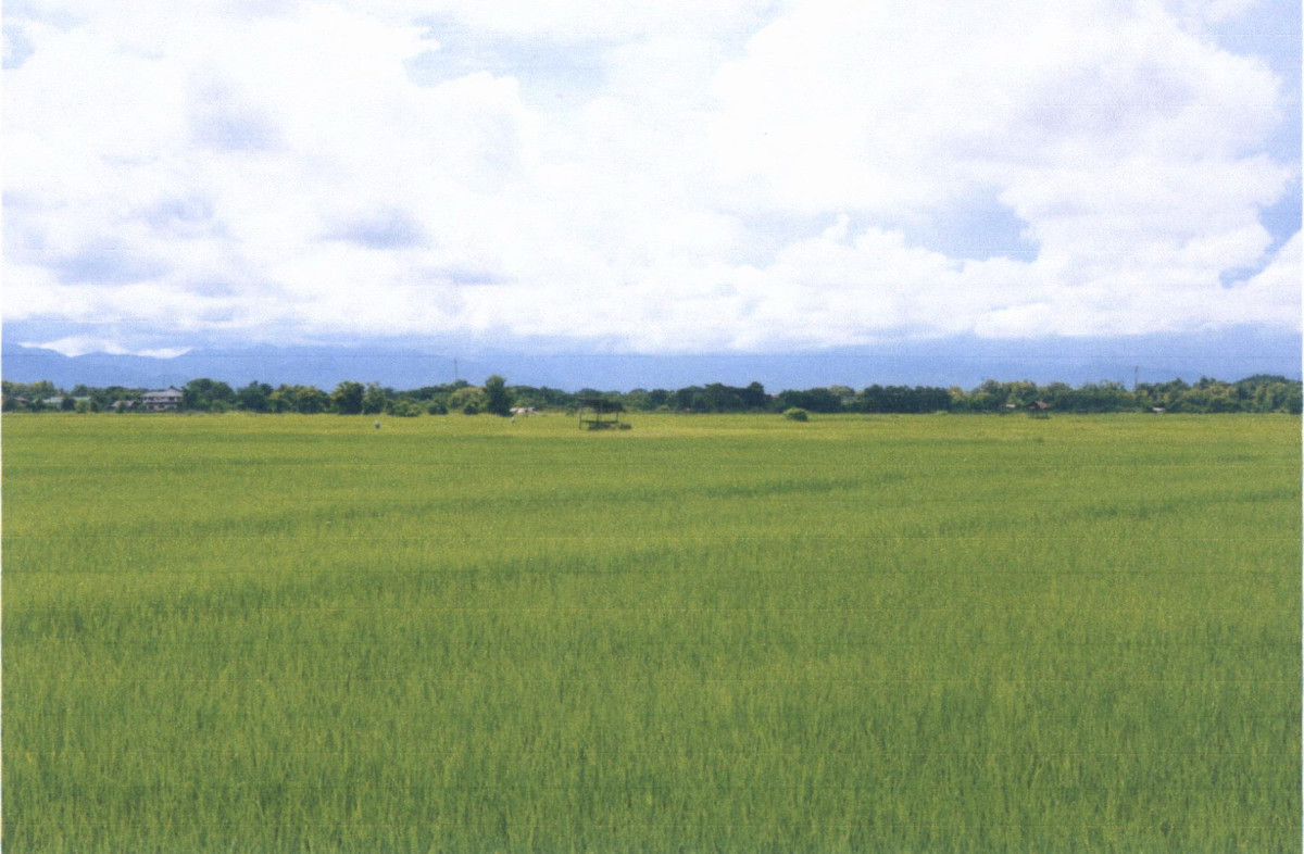 ที่ดินเปล่า แพร่ เมืองแพร่ ทุ่งกวาว 157200