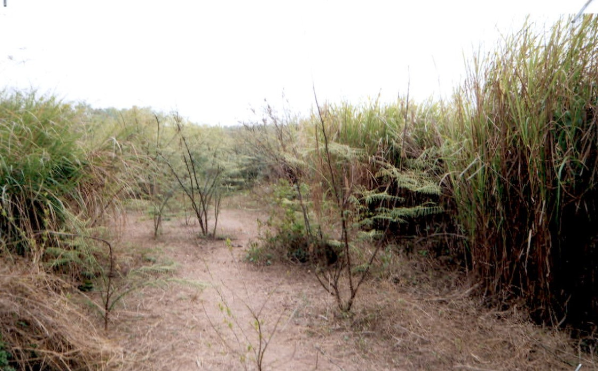 ที่ดินเปล่า นครพนม เมืองนครพนม หนองญาติ 790000