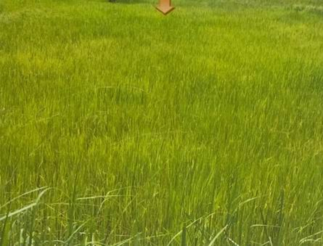 Residential land/lot Sakon Nakhon Sawang Daen Din Tan Noeng 344000