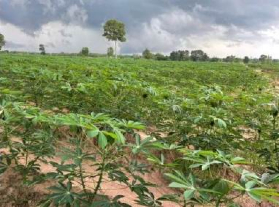 ที่ดินเปล่า กาฬสินธุ์ หนองกุงศรี หนองบัว 311000