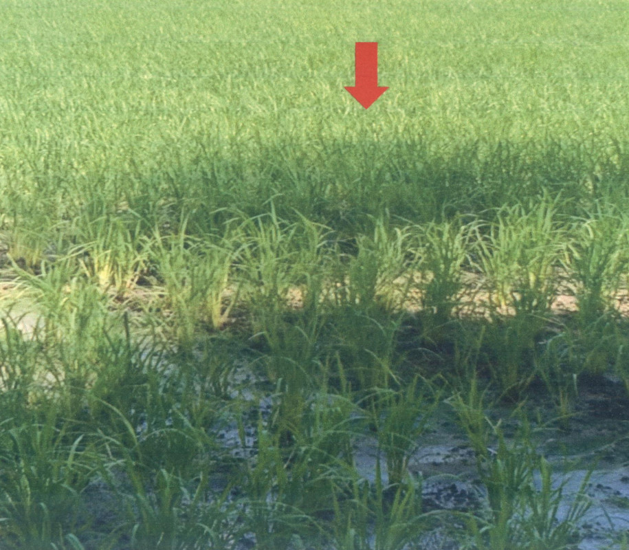 ที่ดินเปล่า แพร่ สูงเม่น น้ำชำ 36750