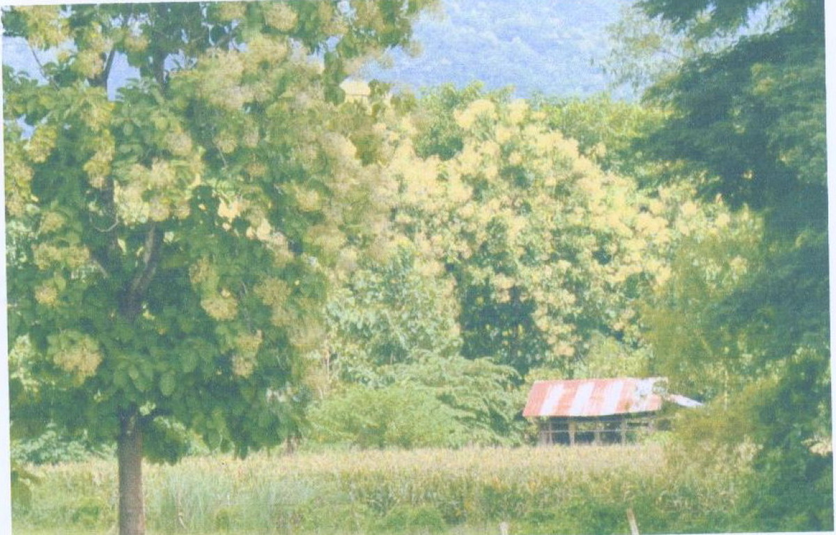 ที่ดินเปล่า แพร่ เมืองแพร่ ทุ่งกวาว 261600