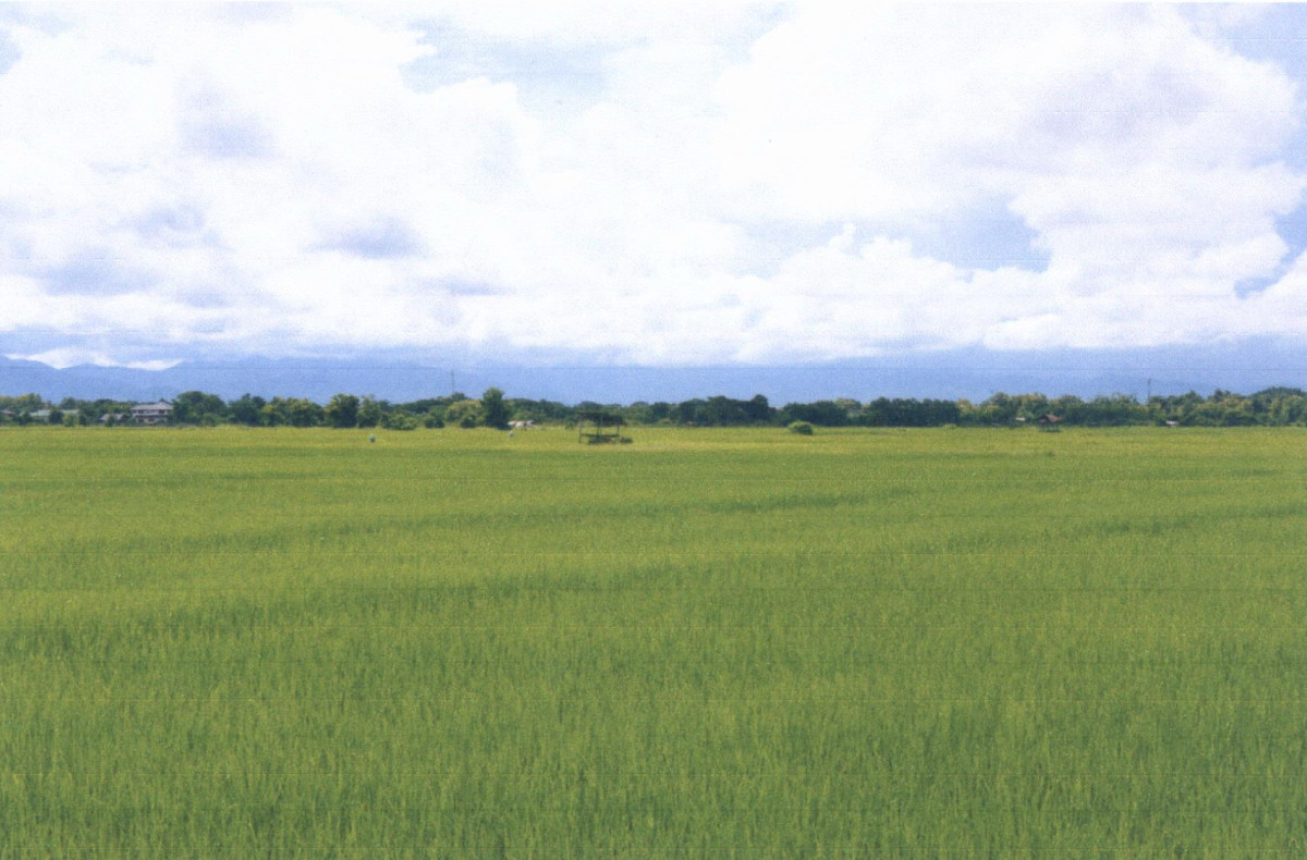 ที่ดินเปล่า แพร่ เมืองแพร่ ทุ่งกวาว 157200