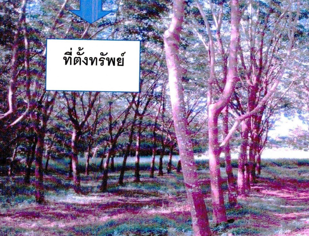 ที่ดินเปล่า บึงกาฬ ศรีวิไล ศรีวิไล 486265