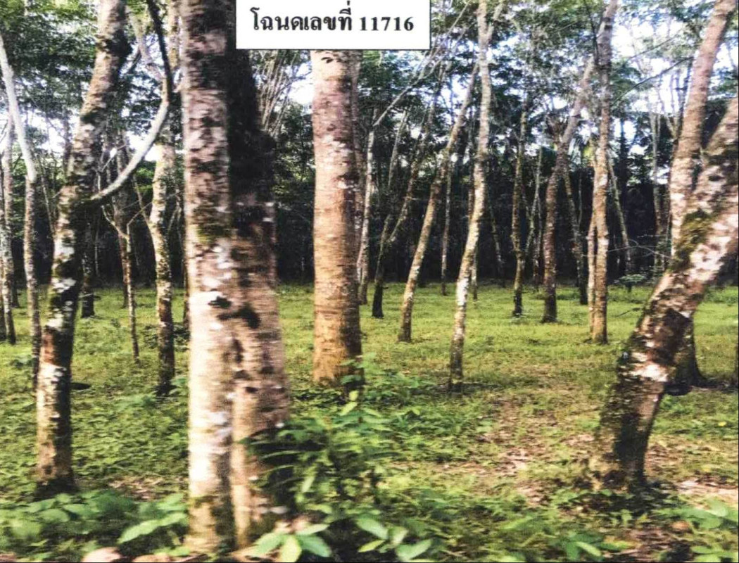 ที่ดินเปล่า ปัตตานี สายบุรี ตะบิ้ง 101250