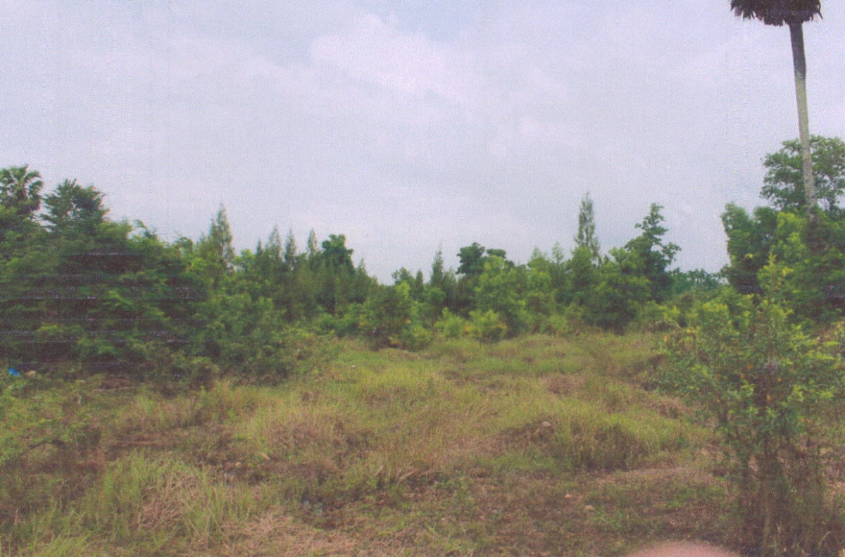 Residential land/lot Surat Thani Kanchanadit Phlai Wat 34800