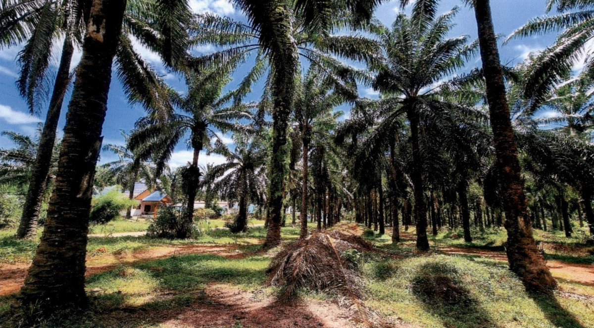 ที่ดินเปล่า ชุมพร ทุ่งตะโก ช่องไม้แก้ว 680550