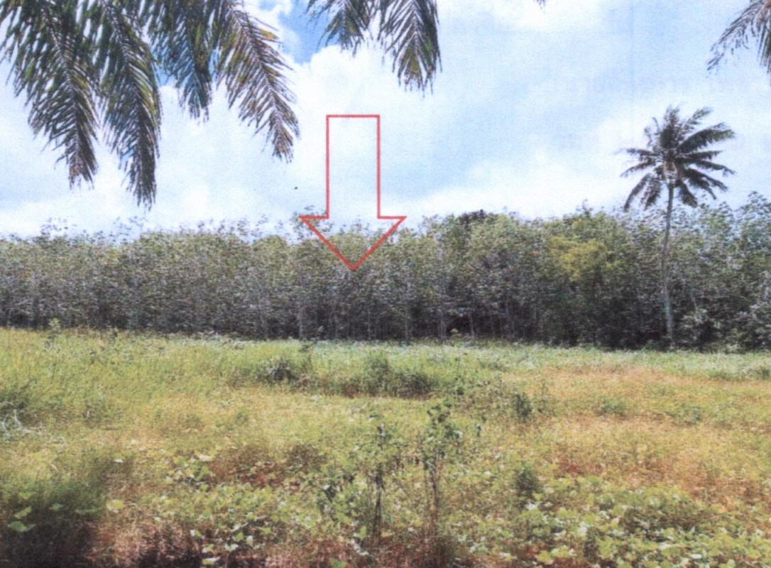 Residential land/lot Phatthalung Pa Bon Khok Sai 471674